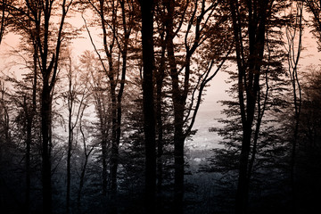 dark fantasy forest with tree silhouettes at night, dark woods background
