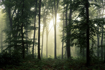 sunlight in misty forest, lush forest with trees in fog fantasy landscape
