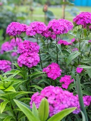 flowers in the garden