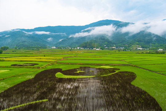Landscape view of red bridge with rice filed at yuli Hualien Taiwan in rain.