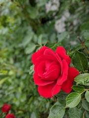 red rose in garden