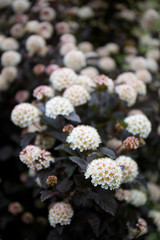 flowers in the garden 2