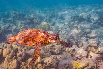 Fototapeta na wymiar Sea turtle with fish hooks in flipper