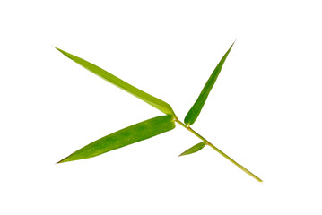 Bamboo leaves on white background.(with Clipping Path).
