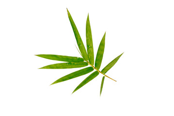Bamboo leaves on white background.(with Clipping Path).