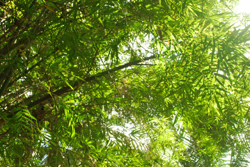 Fototapeta na wymiar Thai bamboo grove is a farmer's career.