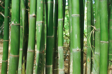 Fototapeta premium Thai bamboo grove is a farmer's career.