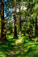 trees in the forest