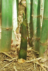 Obraz premium Thai bamboo grove is a farmer's career.