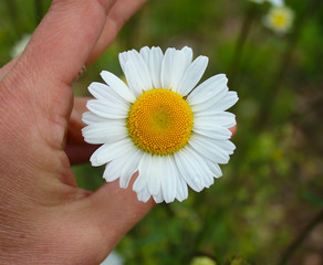 Wild Daisy white Flower in one sunny day, meadow, wild, medicine herbs and flowers