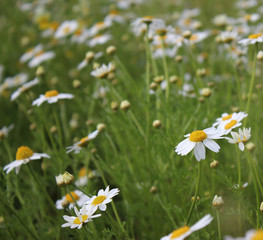 Wild Daisy white Flower in one sunny day, meadow, wild, medicine herbs and flowers