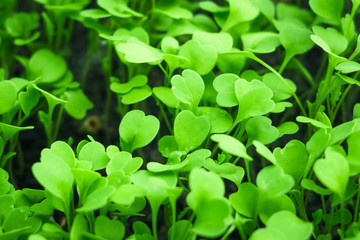 first leaves of arugula texture background