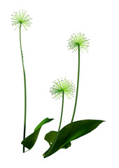 3D Rendering Wild Garlic Plant on White