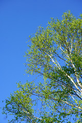 Obraz premium 八千穂高原の白樺林 長野県南佐久郡佐久穂町