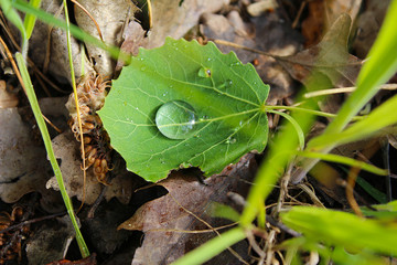 Drops, dew, rain drops, droplets on the leaf from forest
