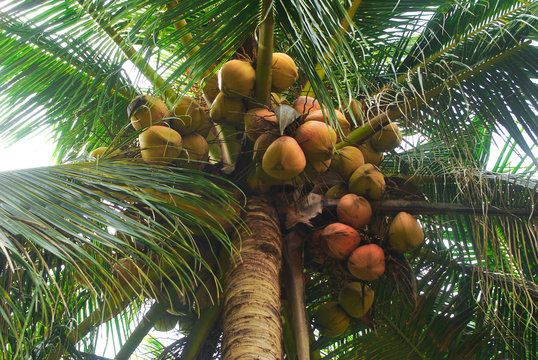 The coconut plantation is a career of farmers.