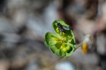 Macro Photo in Provence