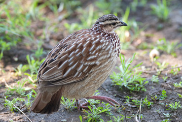 Common Quail,Coturnix coturnix,Kruger National Park, South Africa