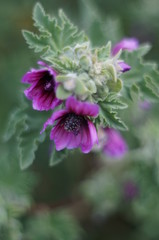 Macro Photo in Provence