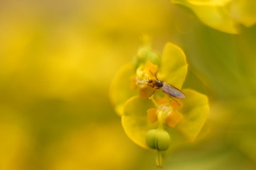 Macro Photo in Provence