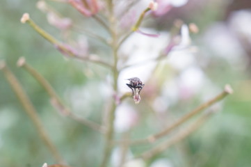 Macro Photo in Provence