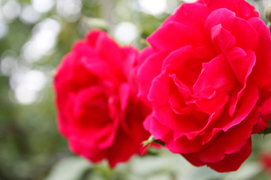 Red roses on a bush in the garden. Close-up. © Александр Клюйко
