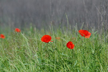 Macro Photo in Provence