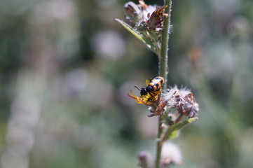 Macro Photo in Provence