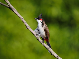 bird on a branch
