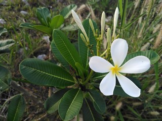 Frangipani flowers