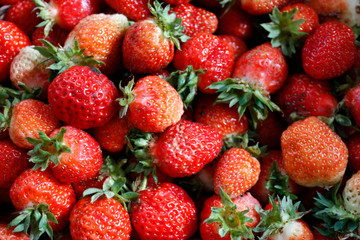Strawberry. Macro of fresh organic red berries. Fruit background. Close-up.