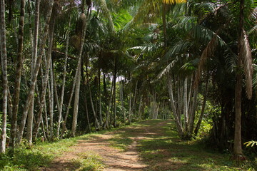 Road in rainforest near Puerto Narino at Amazonas river in Colombia