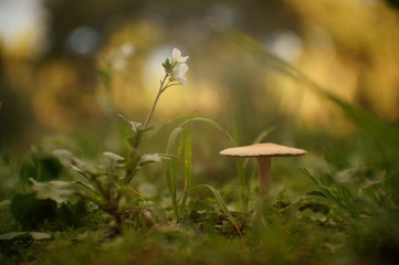 Macro Photo in Provence