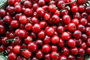 Close up of a pile of ripe cherries with stalks and leaves. A large collection of fresh red cherries. Ripe cherry background. Close-up.