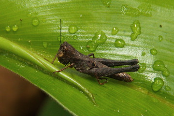 Grasshopper in rainforest near Puerto Narino at Amazonas river in Colombia