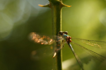 Macro Photo in Provence