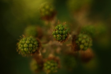 Macro Photo in Provence