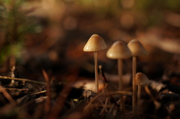 Macro Photo in Provence