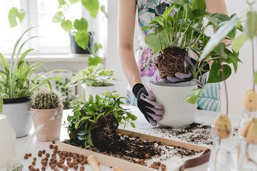 Woman gardeners transplanting plant in ceramic pots on the white wooden table. Concept of home...
