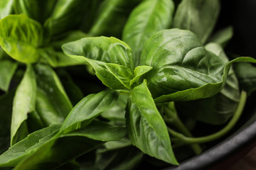 Fresh green basil leaves, closeup