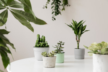 Stylish and botany composition of home interior garden filled a lot of plants in different design, elegant pots on the white table. White backgrounds walls. Green is better. Spring blossom. Template.