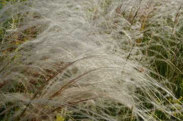Feather-grass alraedy spread out.