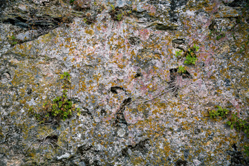 stony surface overgrown with moss, for backgrounds