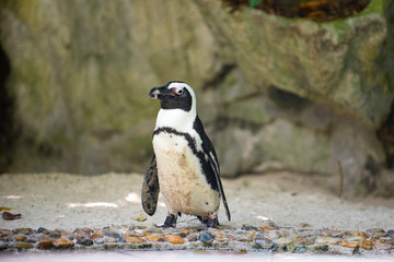 Front view of a jackass penguin