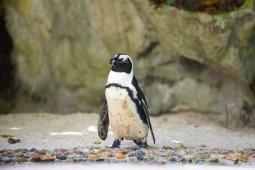 Front view of a jackass penguin
