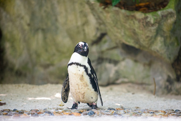 Front view of a jackass penguin