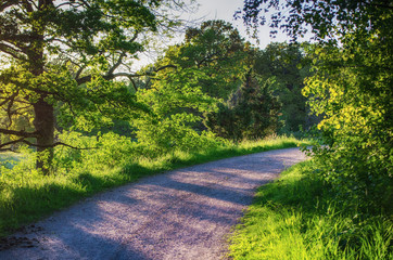 Enchanted fairy forest