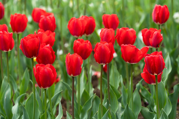 Beautiful tulip flowers is a veritable Eden in Indira Gandhi Memorial Tulip Garden Srinagar is Asia’s largest such garden at Srinagar, Jammu and Kashmir, India