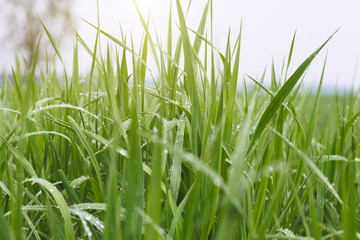 close up, fresh green grass with water drops in morning sunlight