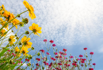 Colorful garden flowers against the sky, yellow flowering Tickseed, Coreopsis, and mullein pink, Silene coronaria, wide angle view from down to top on a sunny day in summer, Germany